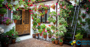 Cuidar de las plantas en casa Cuidar de las plantas en casa