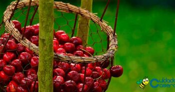 Beneficios de las cerezas Beneficios de las cerezas