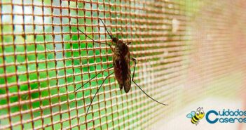 Trucos para repeler a los mosquitos Trucos para repeler a los mosquitos
