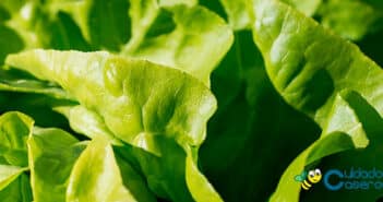 Beneficios de la lechuga Beneficios de la lechuga