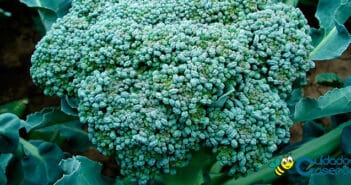 Beneficios del brócoli Beneficios del brócoli