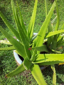 aloe vera