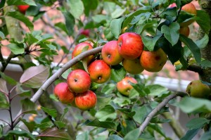 manzanas