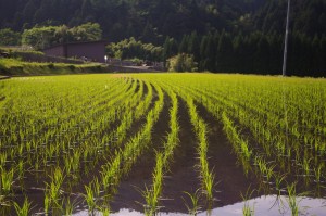 campos de arroz