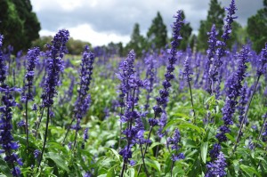 lavanda