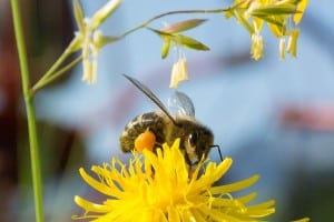 abeja