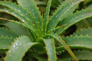 Agua de belleza con Aloe Vera