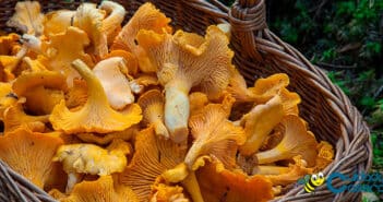 Beneficios de las setas Beneficios de las setas